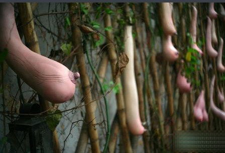 诡异逼真的越南乳瓜你见过吗？（组图）